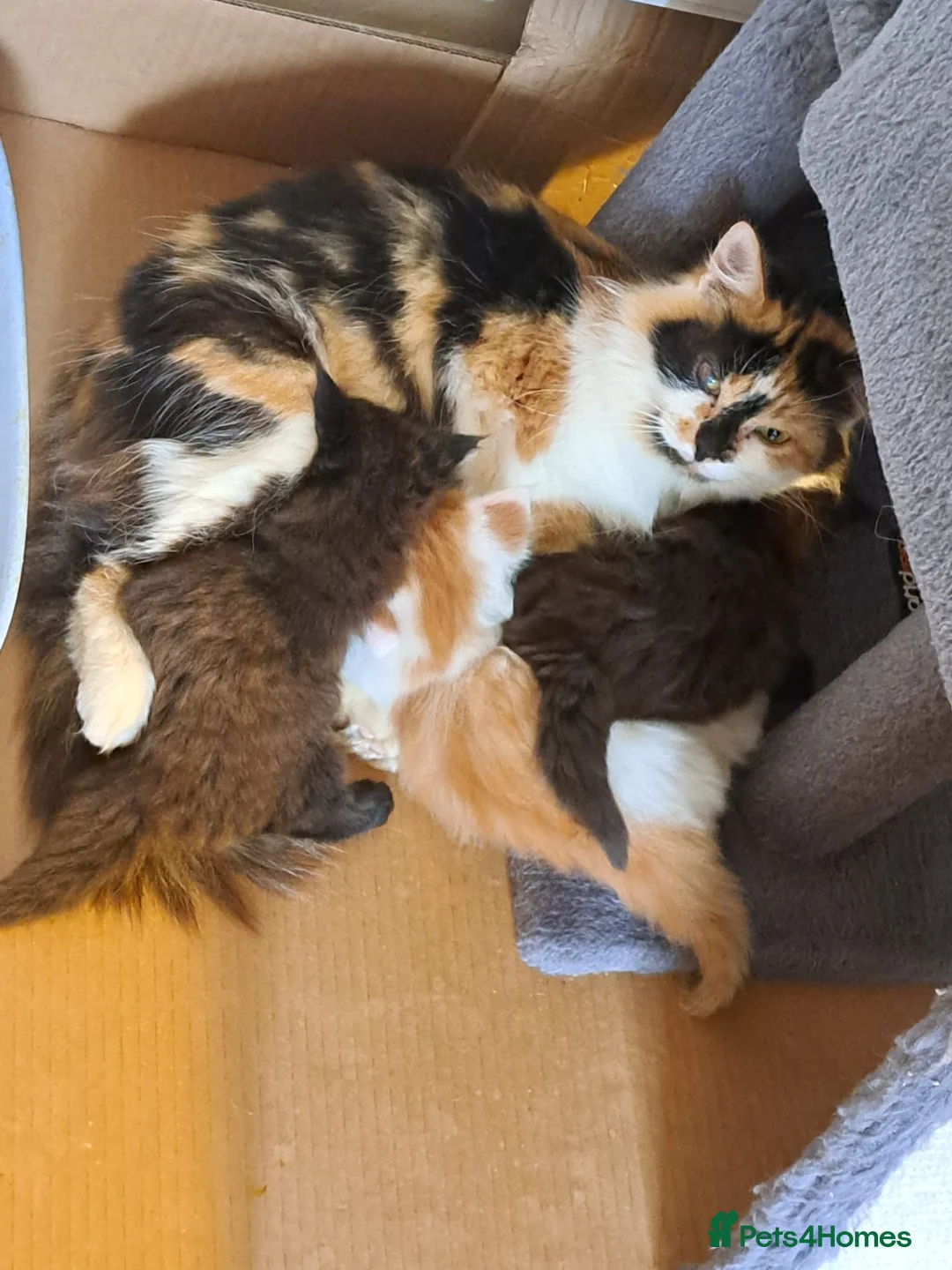 Mixed Breed cats for sale: 3 beautiful kittens  - Advert 30