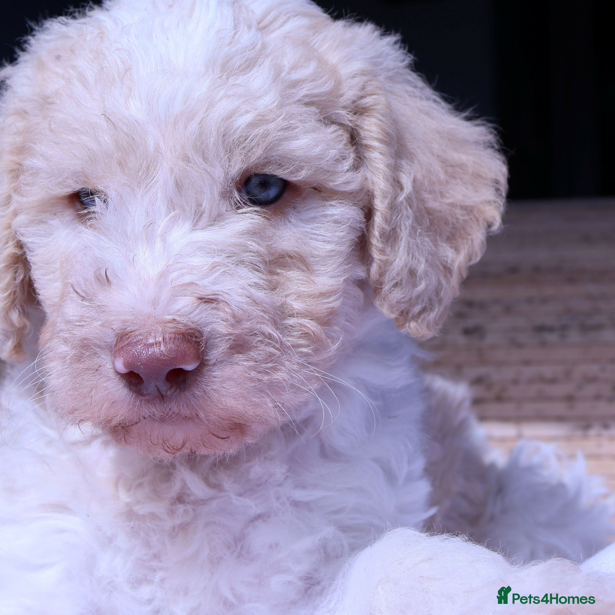 Labradoodle dogs Stunning F1b Standard Labradoodles Unique Parti - Advert 2