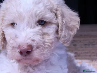 Labradoodle dogs Stunning F1b Standard Labradoodles Unique Parti - Advert 2