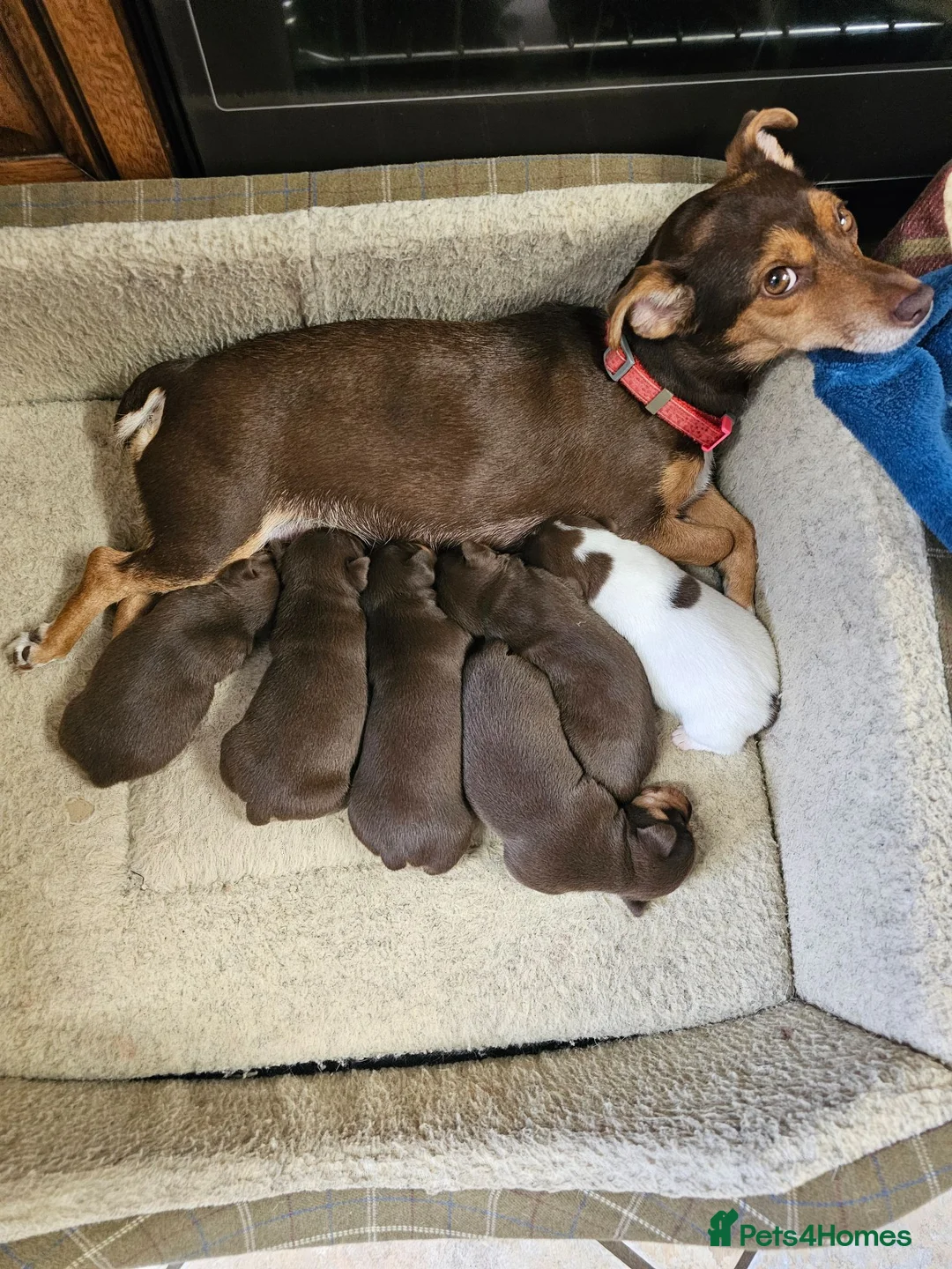 Jack Russell dogs for sale: Last Two Beautiful Pure Jack Russell Boys - Advert 2
