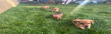 Miniature Dachshund Puppy 5