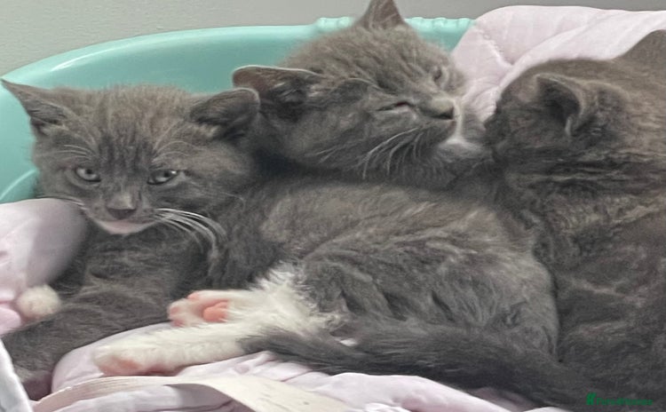Mixed Breed cats - Advert 1