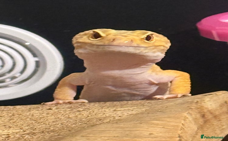 Leopard Gecko reptiles - Advert 2