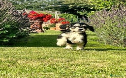 Cockapoo dogs for sale: Cockapoo Puppies ready to go this weekend  - Image 14