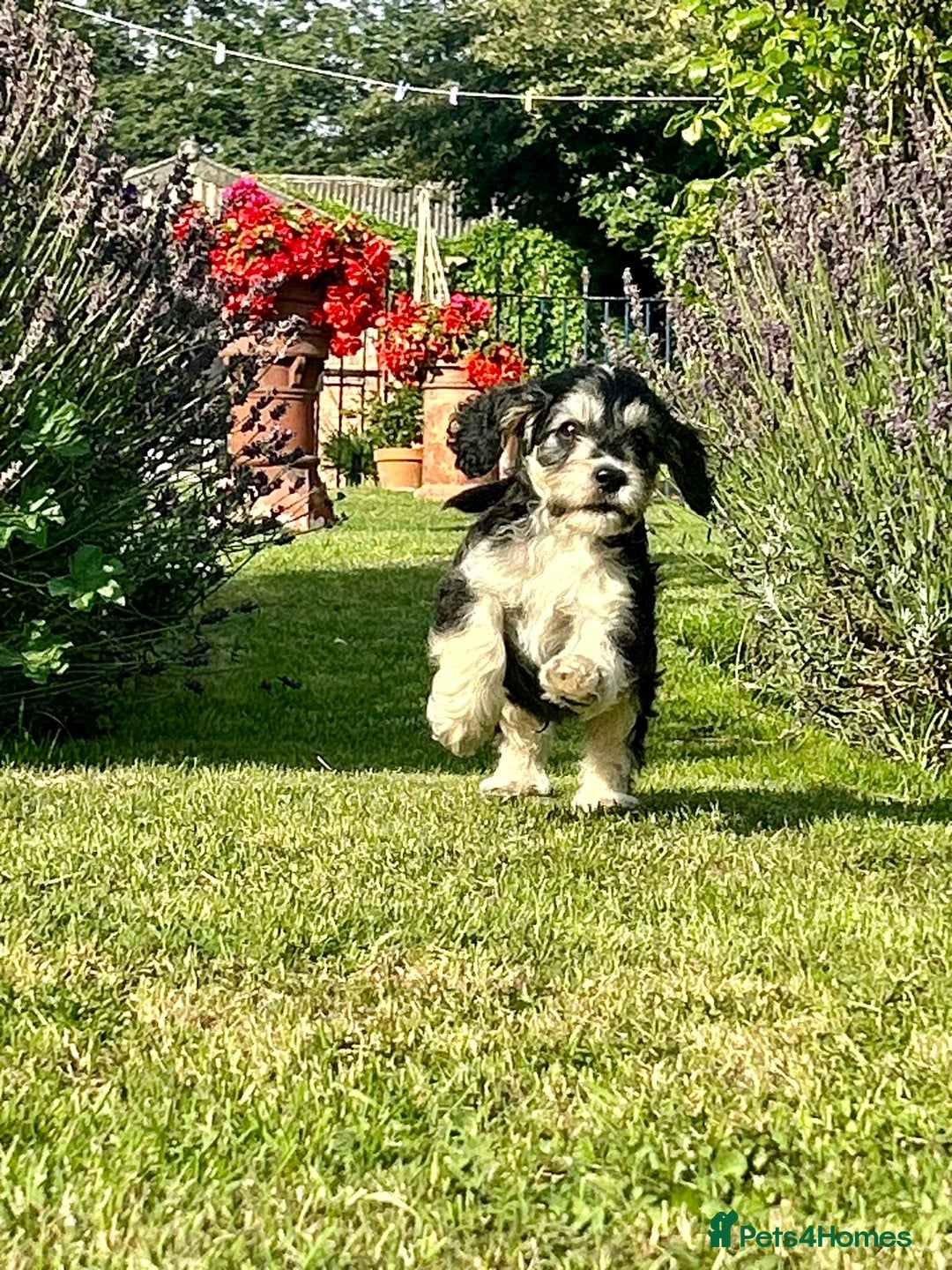 Cockapoo dogs for sale: Cockapoo Puppies ready to go this weekend  - Image 14