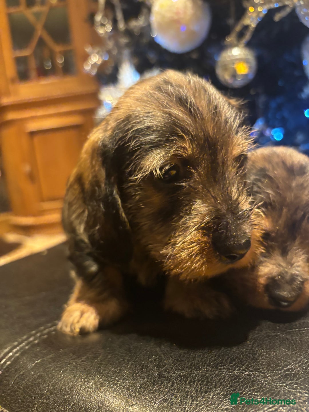 Miniature Dachshund dogs for sale: Wire Haired Dachshunds  - Advert 11
