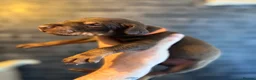 Dobermann dogs for sale: ❌ ready monday❌Health tested Dobermans not Kc reg  - Advert 25