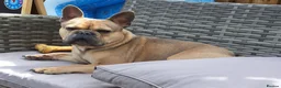 French Bulldog dogs for sale: Blue FrenchBulldog Puppies 3 Generations of Health - Advert 16