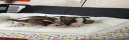 Miniature Bull terrier dogs for sale: Miniature bull terrier puppies  - Advert 11