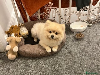 Pomeranian dogs Pomeranian dog for stud - Advert 1