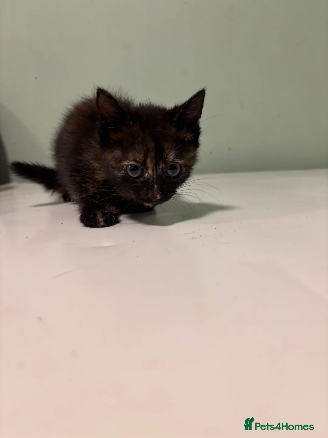 Mixed Breed cats for sale: Kittens for sale- ready to go  - Advert 5