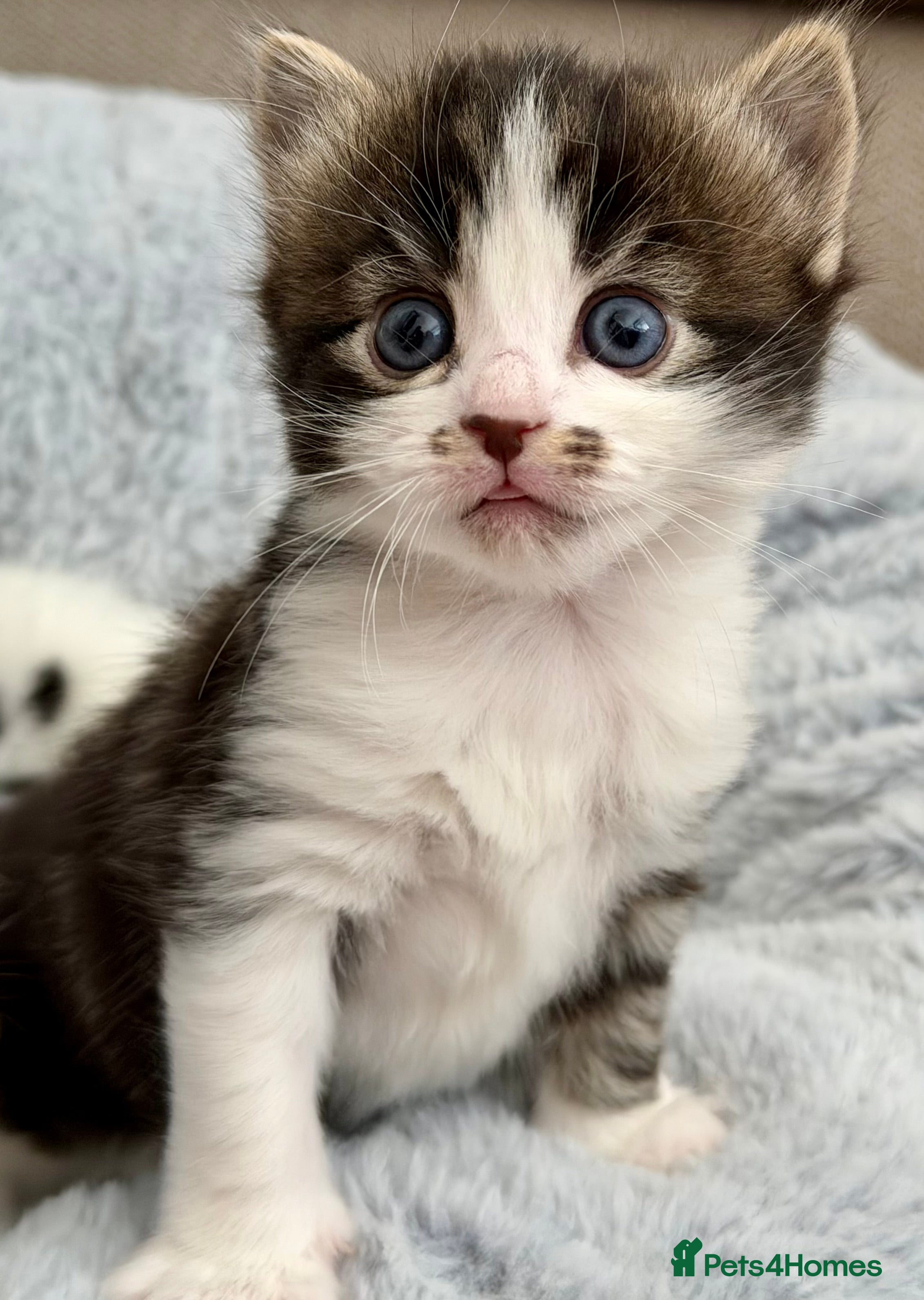 Mixed Breed cats for sale: Gorgeous, lovely Tabby kittens looking for home💕 - Advert 32
