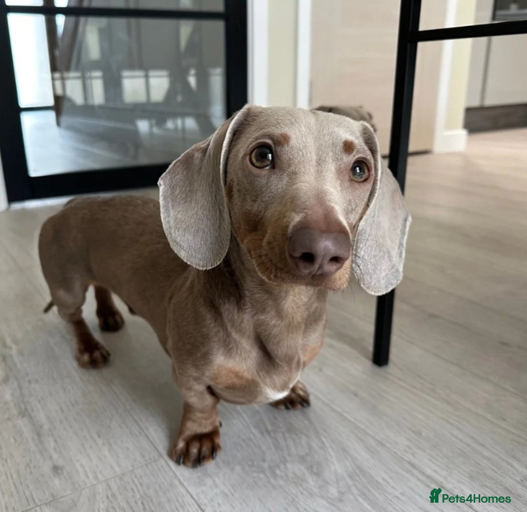Miniature Dachshund dogs for sale: Healthy dachshunds last boy  - Image 8