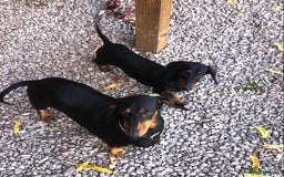 Dachshund dogs for sale: Beautiful Sweeney Dachshunds in Newark - Image 5