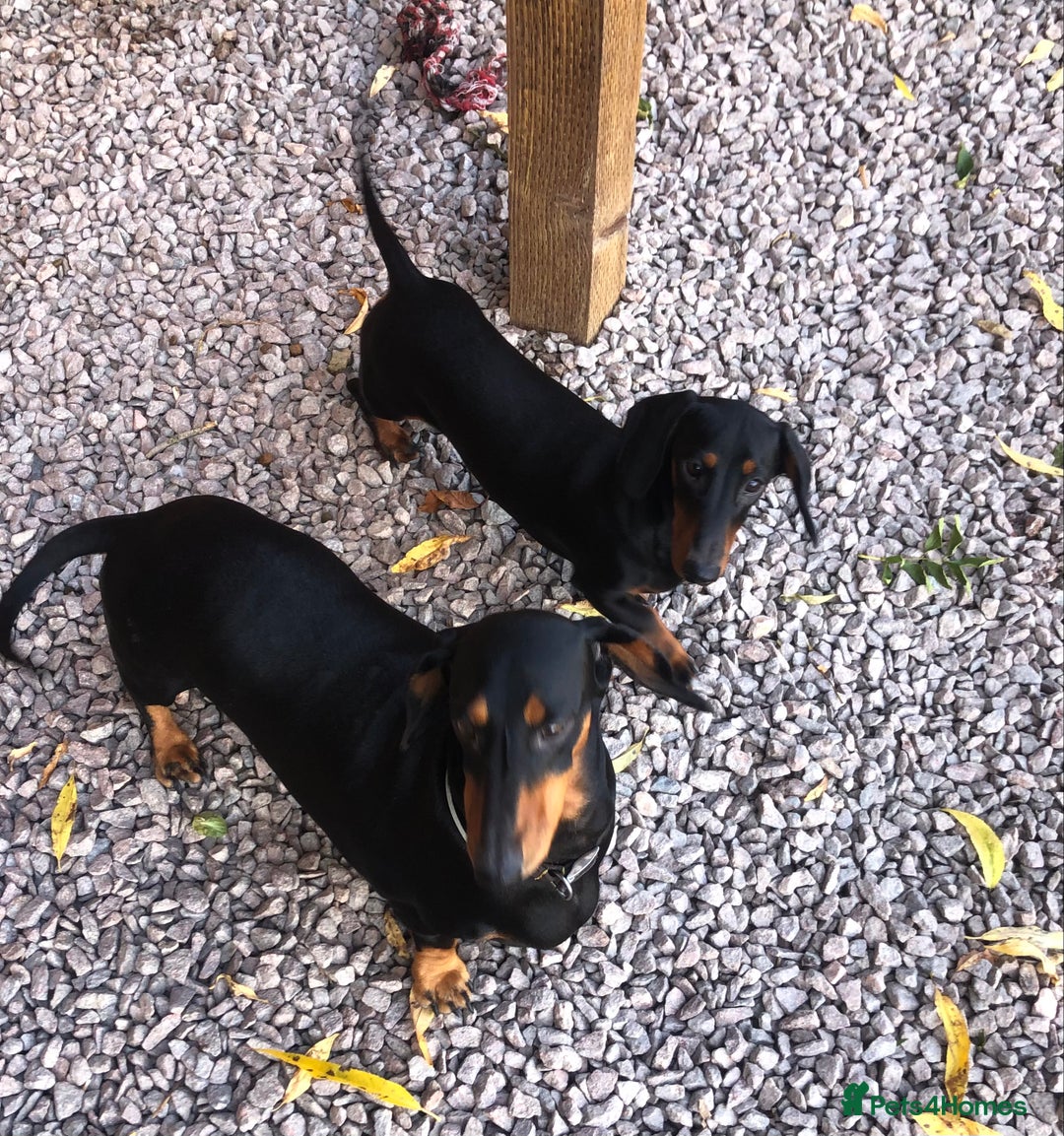 Dachshund dogs for sale: Beautiful Sweeney Dachshunds in Newark - Image 5