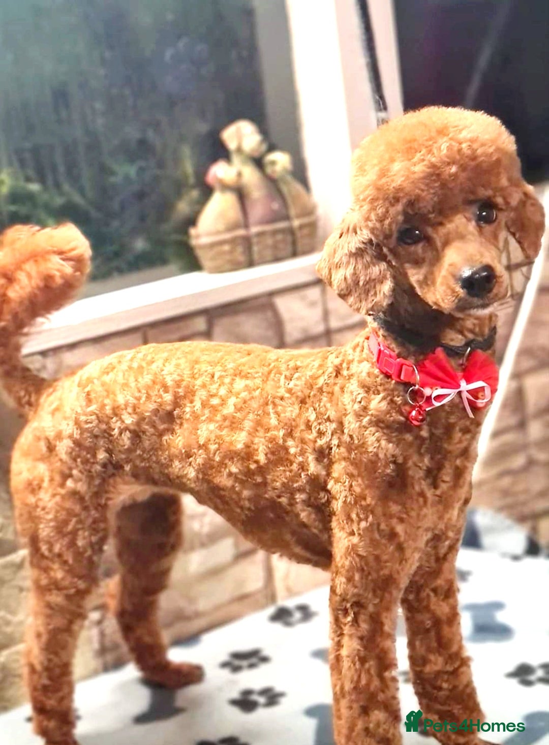 Pomapoo dogs for sale: Stunning little male F1 pomapoo puppy. - Image 6