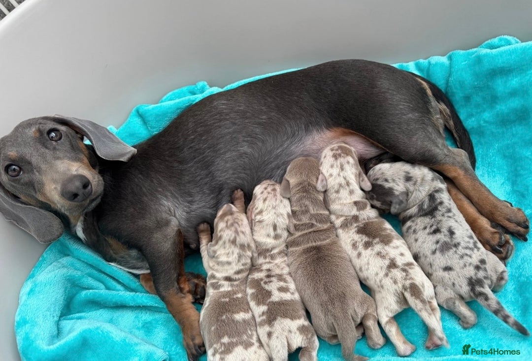 Dachshund dogs for sale: 5 month miniature dachshund puppy - Image 2