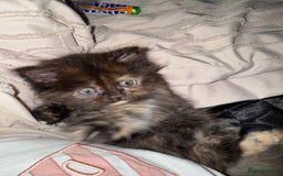 Persian cats for sale: x2 Persian Kitten for sale - Image 7