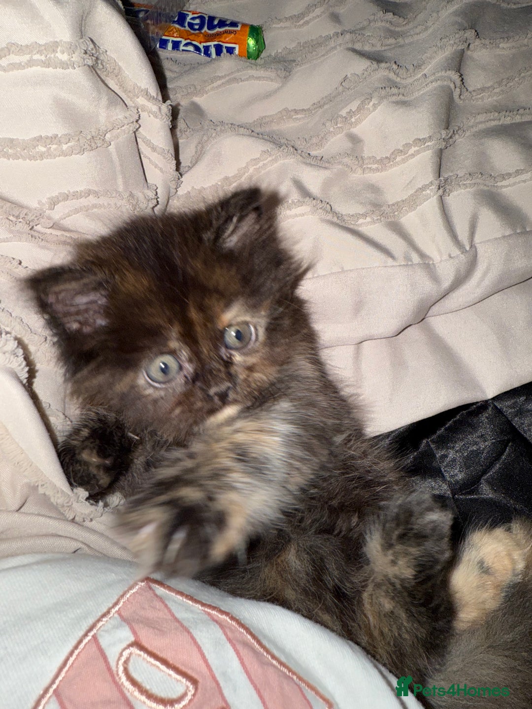 Persian cats for sale: x2 Persian Kitten for sale - Image 7