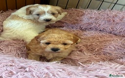 Poochon dogs for sale: ✨ Poochon Puppies Available ✨ - Image 1