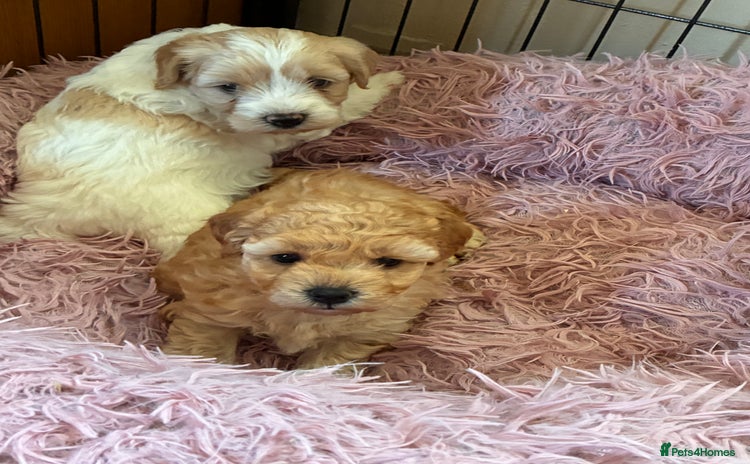 Poochon dogs - Advert 1