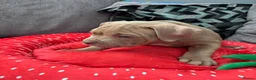 American Bully dogs for sale: American bully puppies  - Advert 6