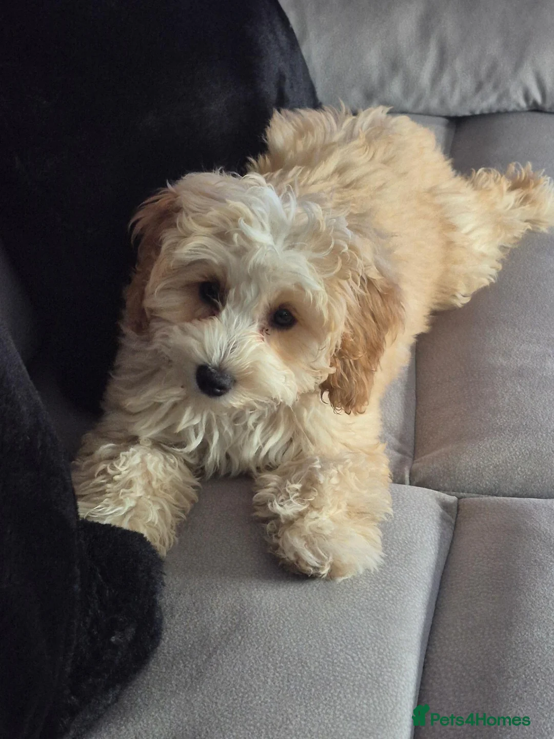 Cockapoo dogs for sale: Female cockapoo - Advert 1