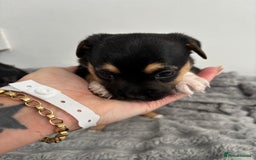 Jack Russell dogs for sale: Merle and black & tan Jack Russell  - Image 9