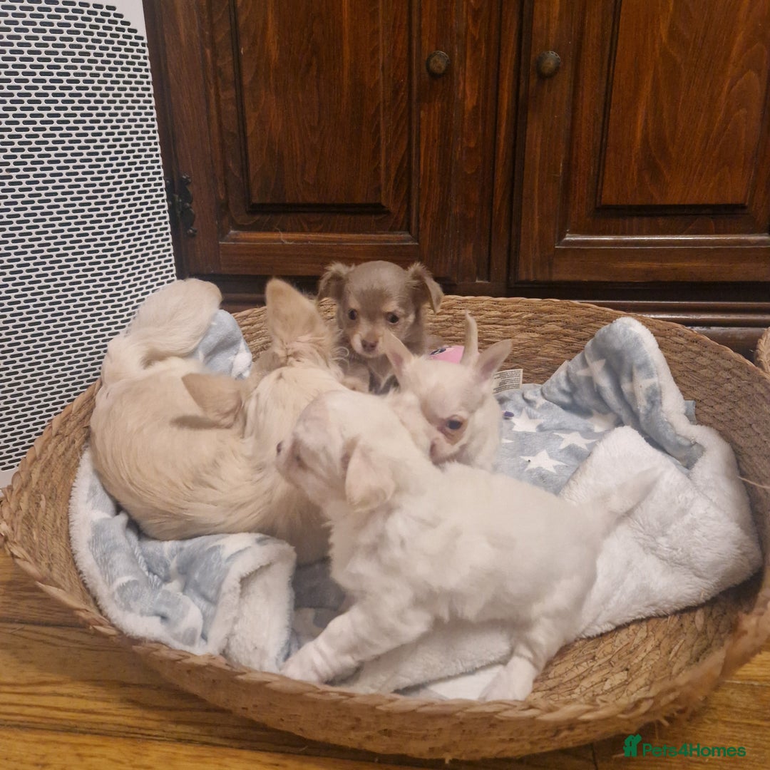 Chihuahua dogs for sale: Long coat chihuahua puppies - Advert 9