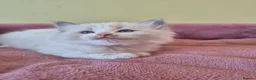 Ragdoll cats for sale: Ragdoll kittens GCCF regsitered - Advert 6