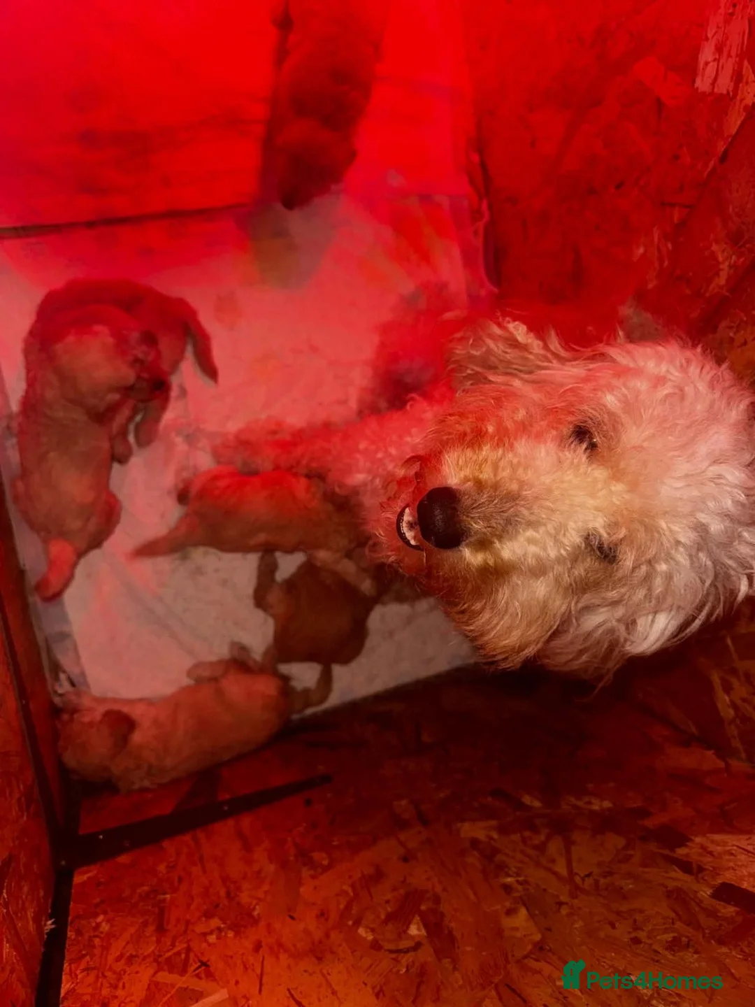 Cockapoo dogs for sale: 12 week old cockapoo puppies - Advert 12