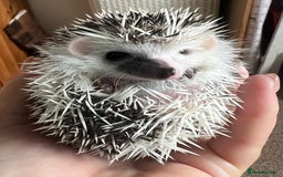 Pygmy Hedgehog rodents for sale: African Pygmy hedgehogs hoglets  - Image 1