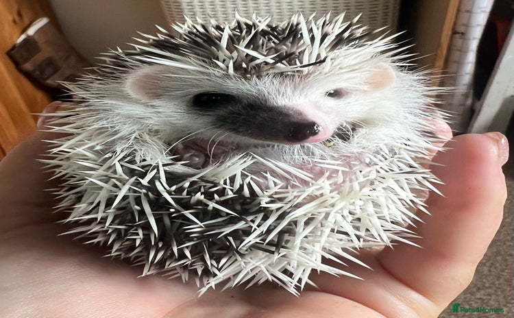 Pygmy Hedgehog rodents - Advert 6