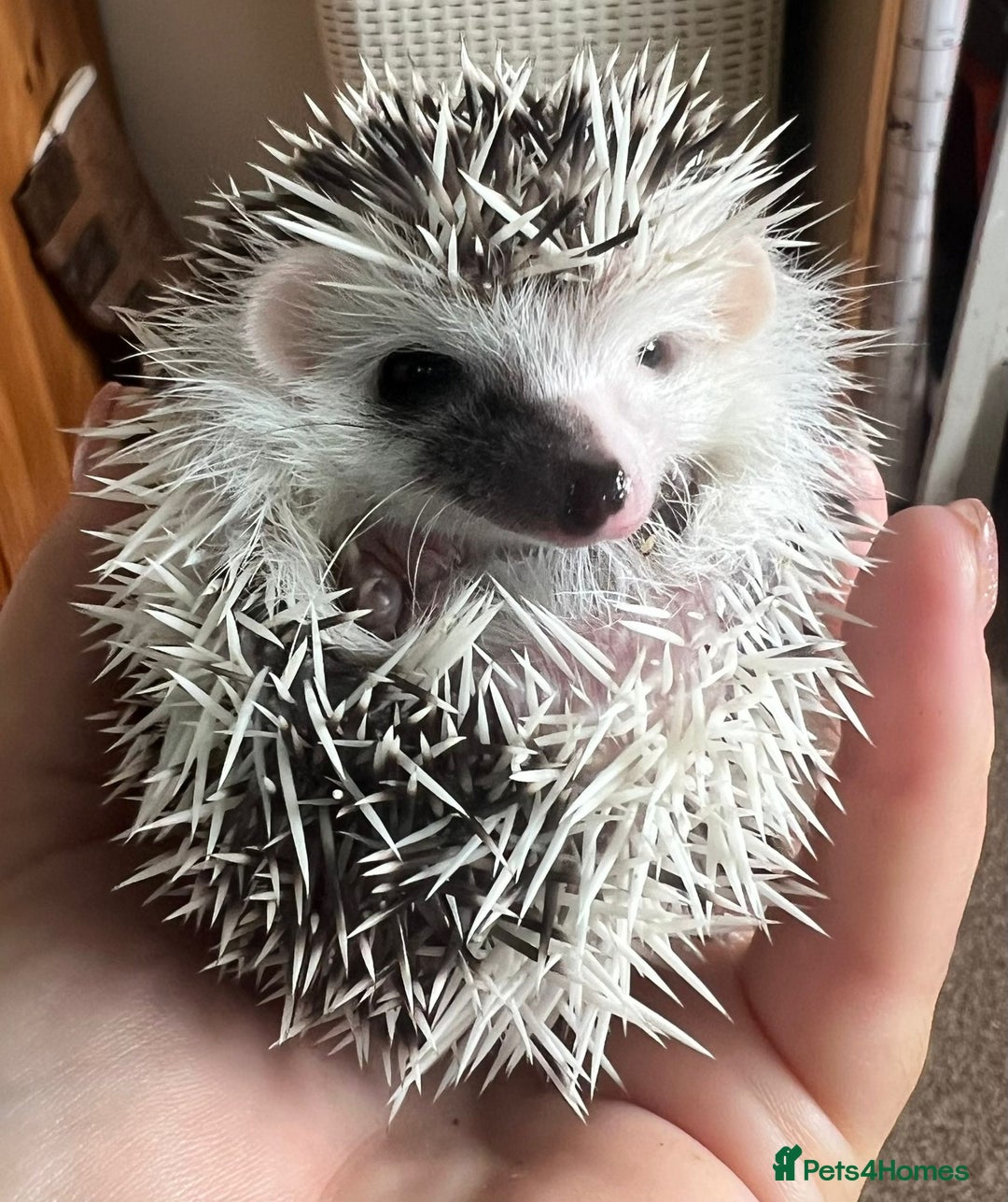 Pygmy Hedgehog rodents for sale: African Pygmy hedgehogs hoglets  - Image 1