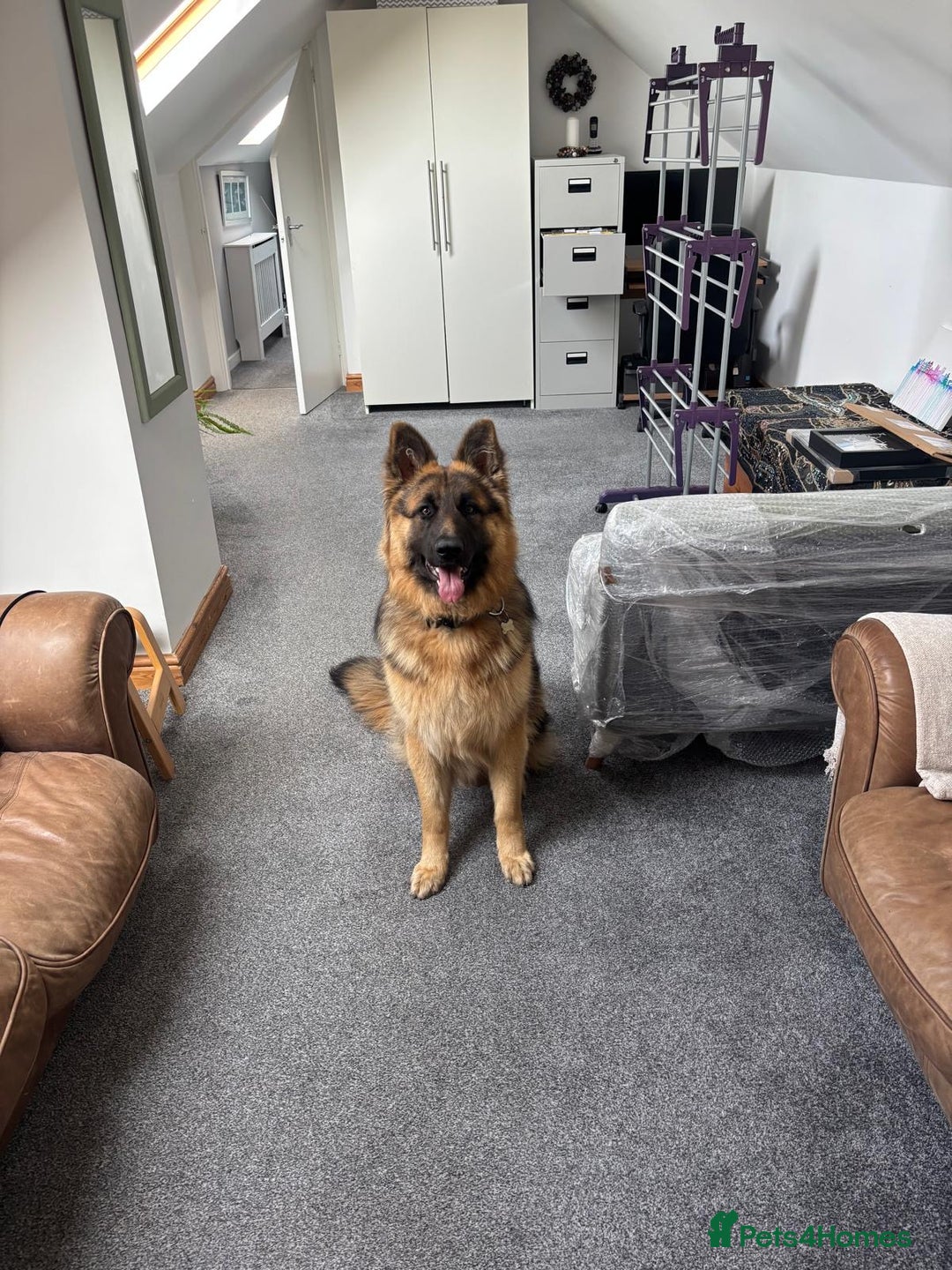 German Shepherd dogs for sale: German Shepherd - 14 month old trained male - Image 5