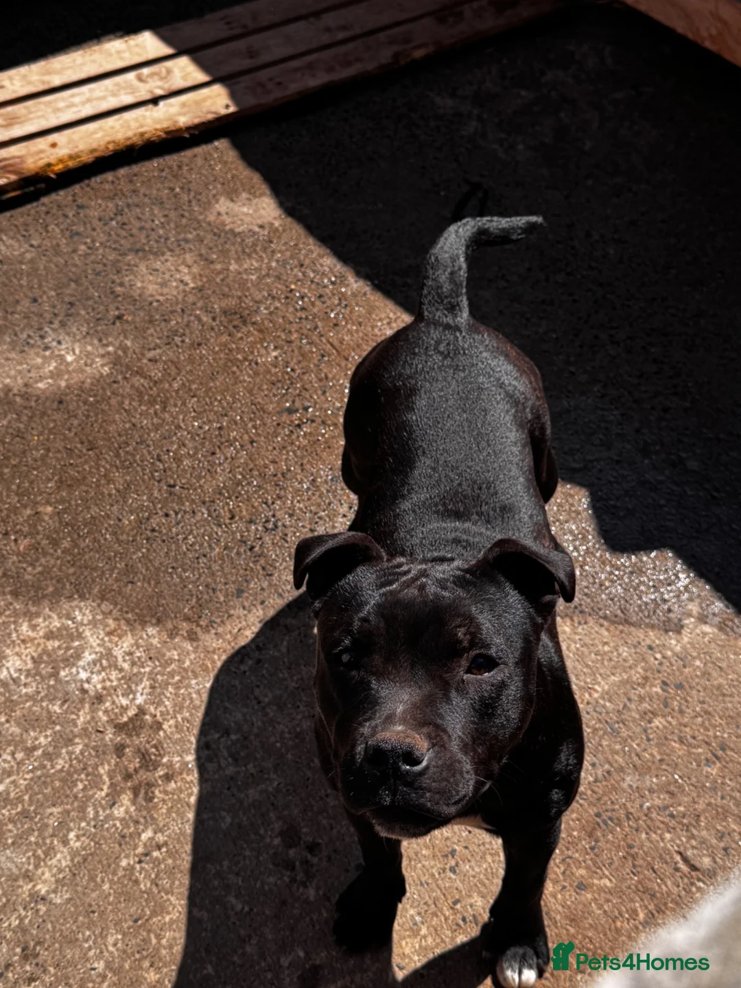 Staffordshire Bull Terrier dogs for sale: 2 female pups for sale  - Advert 18