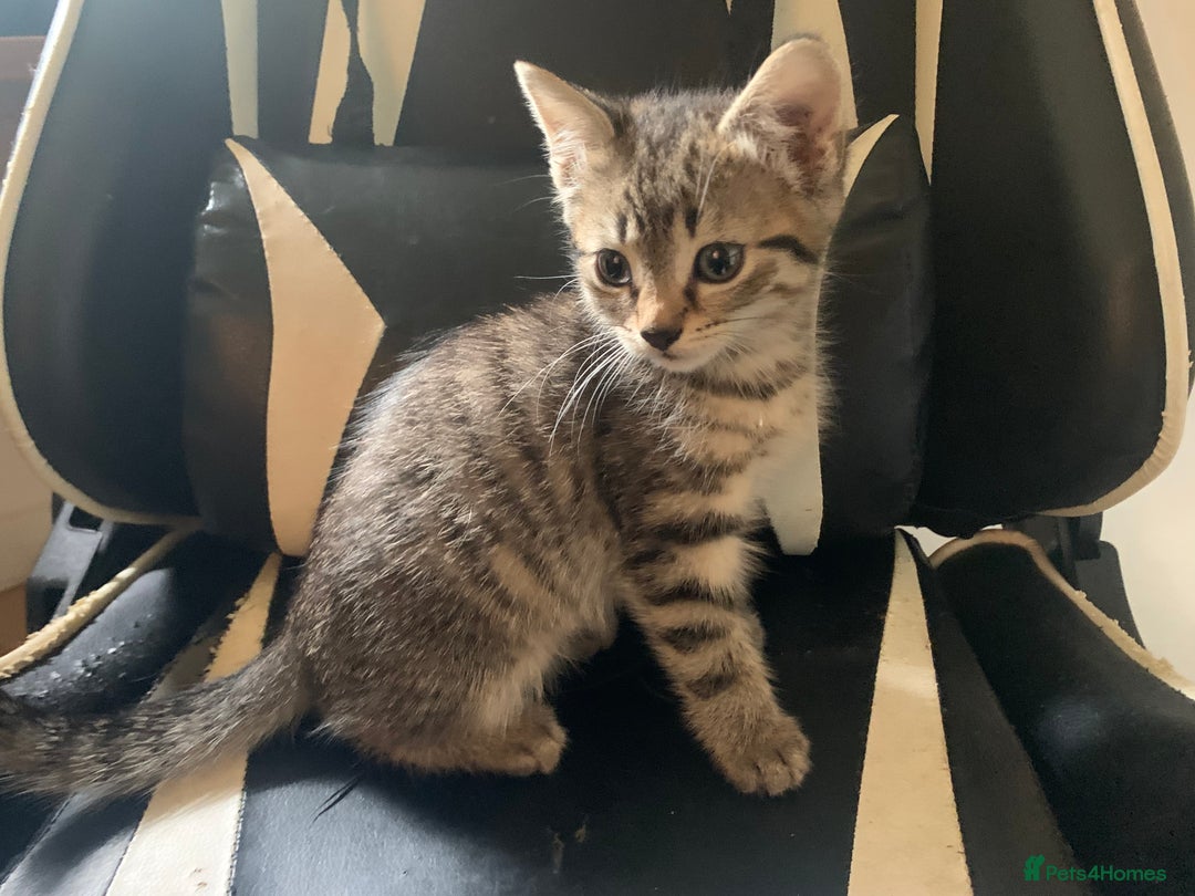 Mixed Breed cats for sale: Five Gorgeous Kittens available now ! - Image 33