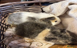 Guinea Pig rodents for sale: Beautiful baby female guinea pigs  - Image 4