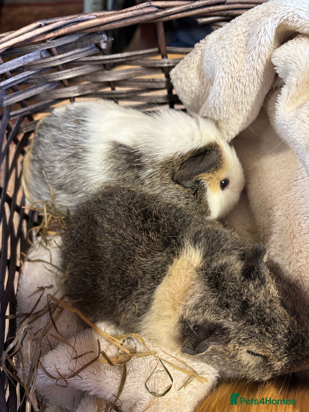 Guinea Pig rodents for sale: Beautiful baby female guinea pigs  - Image 4