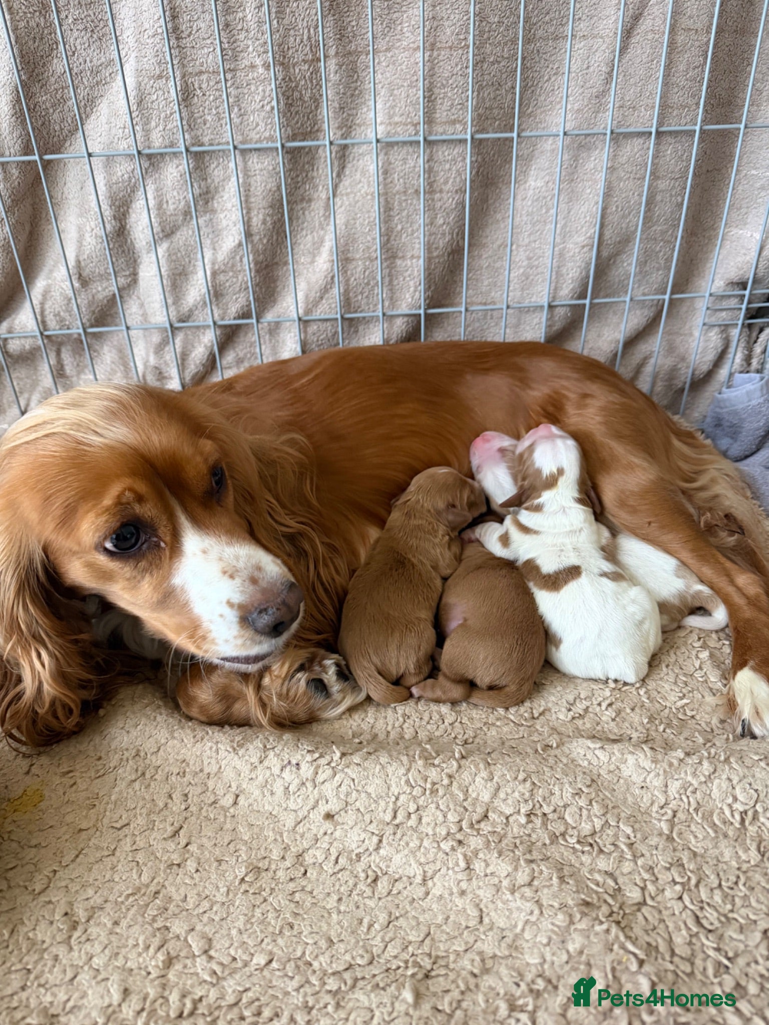 Mixed Breed dogs Beautiful Cockalier Puppies for Sale - Advert 1