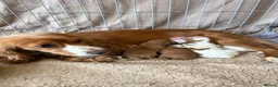 Mixed Breed dogs for sale: Beautiful Cockalier Puppies for Sale in Halifax - Advert 1