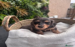 Miniature Dachshund dogs for sale: *Last 1 left* KC long haired mini dachshunds - Image 18