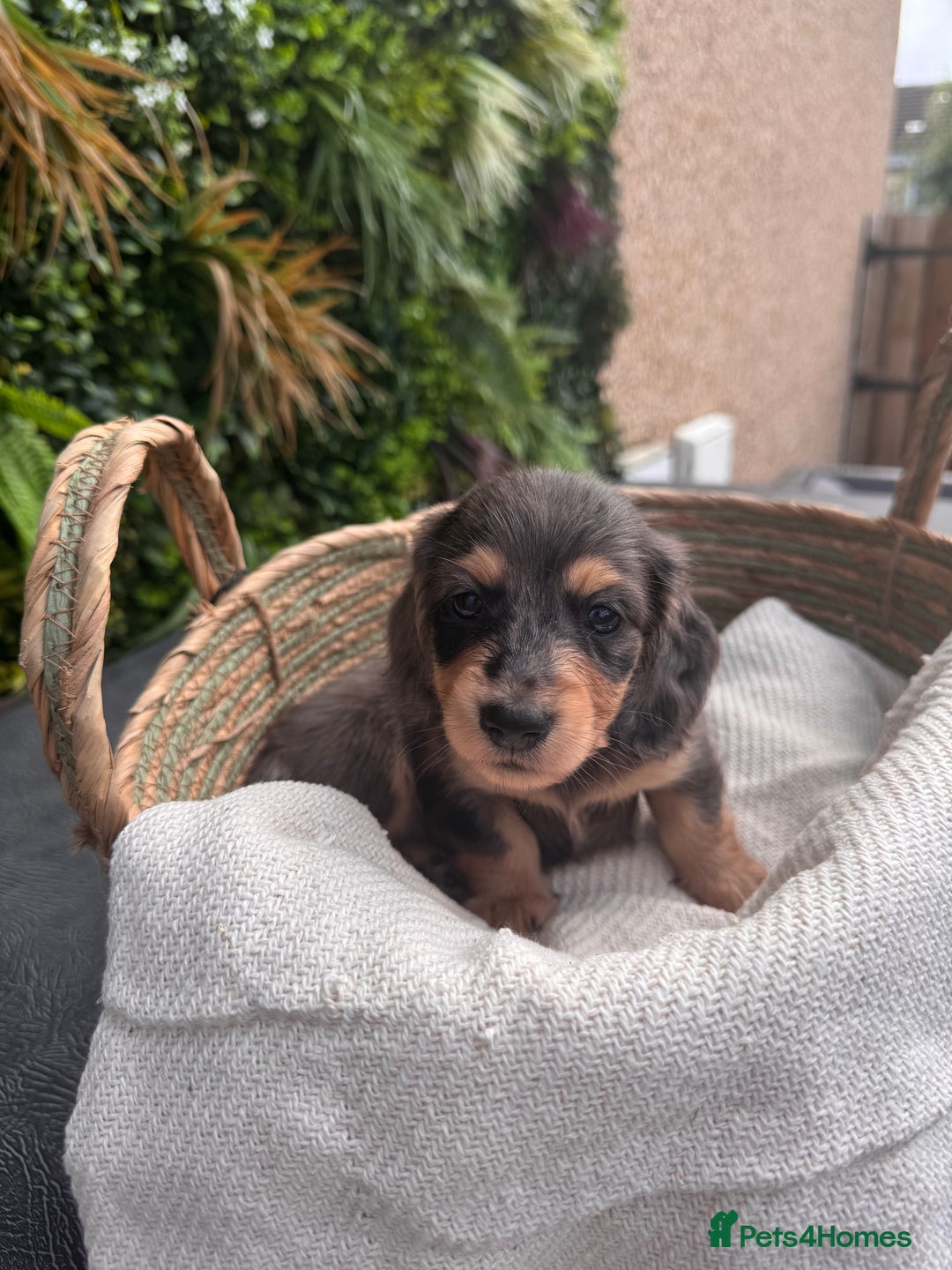 Miniature Dachshund dogs for sale: *Last 1 left* KC long haired mini dachshunds - Image 18