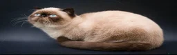 Persian cats for stud: Seal Point Bulgarian Import Stud Boy in Birmingham - Advert 3