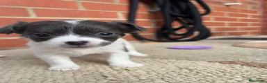 Chihuahua 5