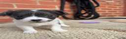 Chihuahua dogs for sale: Stunning Litter of Chihuahua Puppies for Sale in Manchester - Advert 6