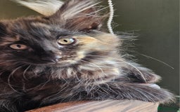 Norwegian Forest Cat cats for sale: Full pedigreed Norwegian forest cats  - Image 5
