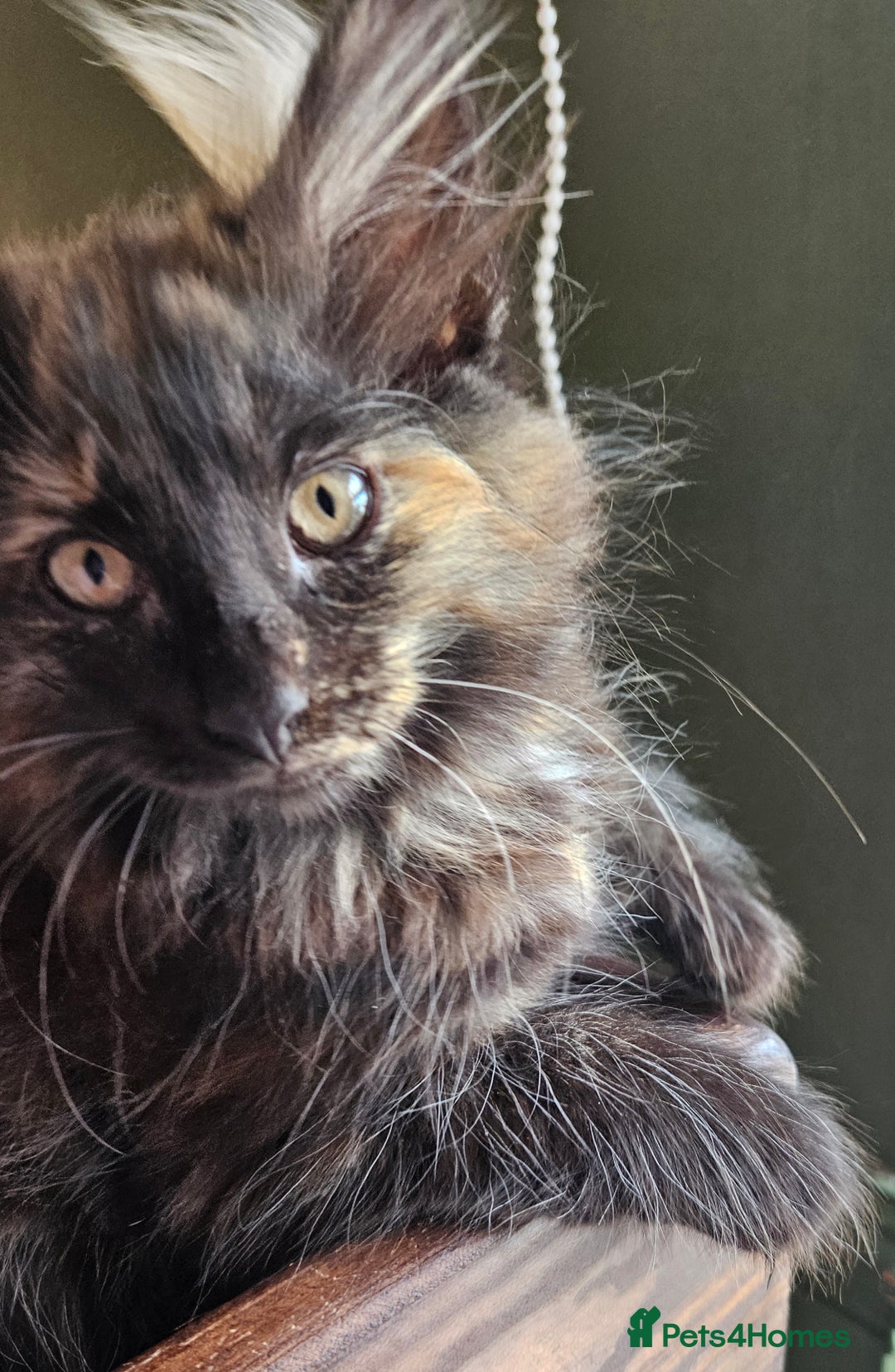 Norwegian Forest Cat cats for sale: Full pedigreed Norwegian forest cats  - Image 5