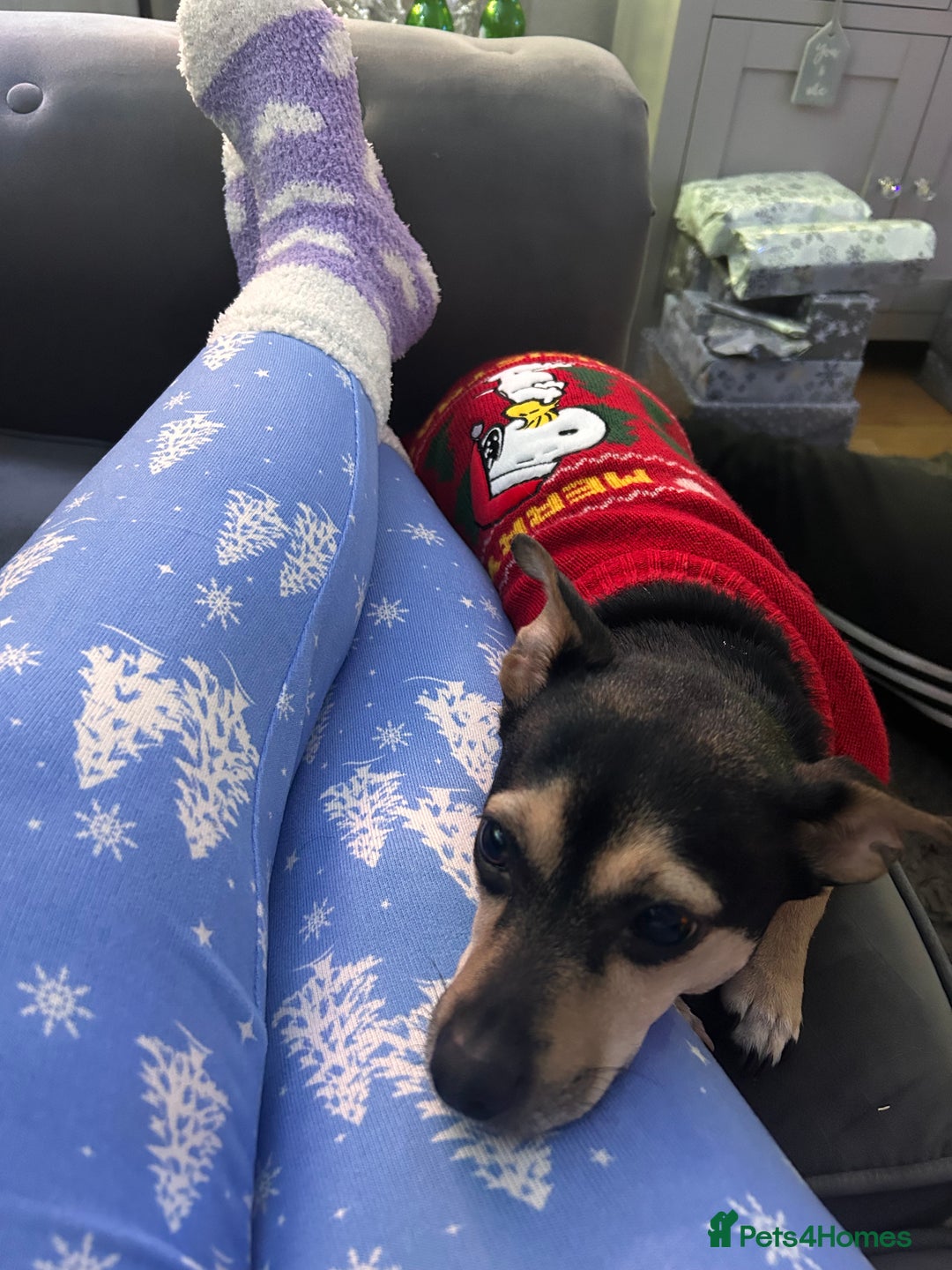 Mixed Breed dogs for sale: Beautiful Jack Russel x Chihuahua for sale - Advert 5