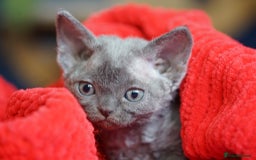 Devon Rex cats for sale: 💙 Devon Rex Female Kitten Available 💙 - Image 14